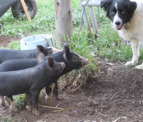 The different meat pig breeds all offer different pros and cons. . Berkshire pigs for sale south carolina